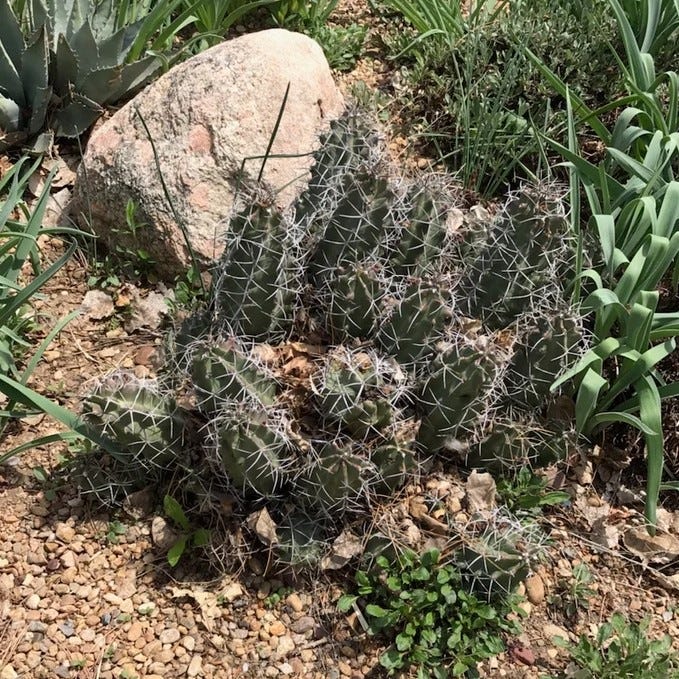 Southwest Native Cacti Collection - Image 4
