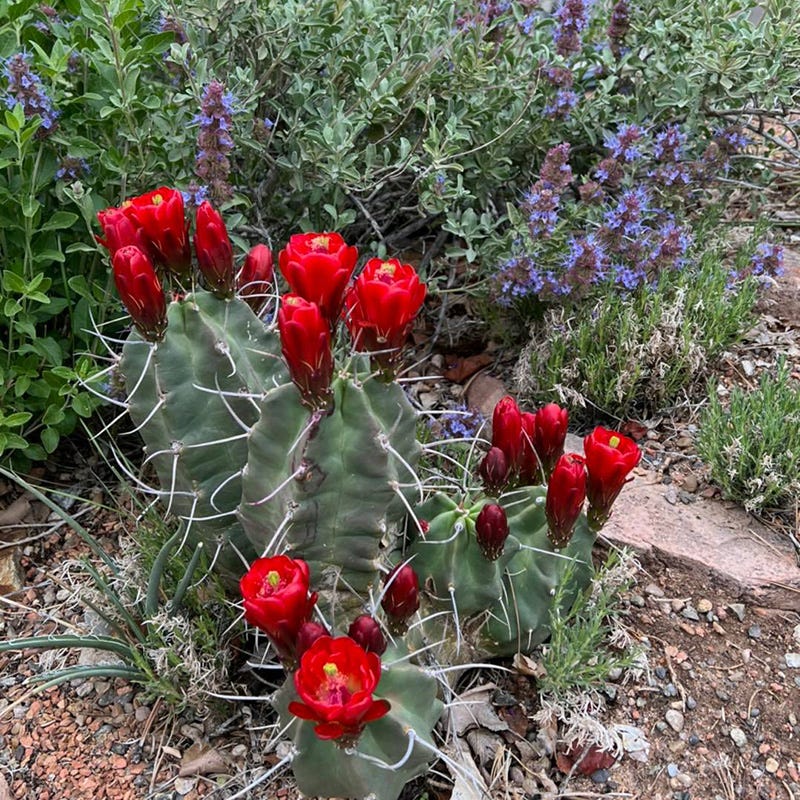 Southwest Native Cacti Collection - Image 5