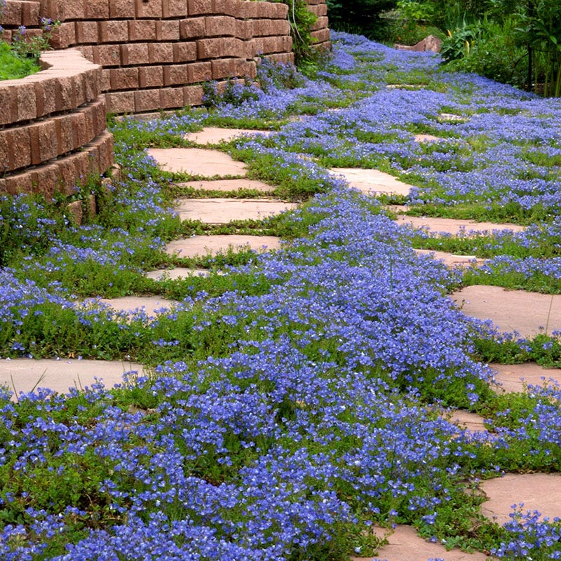Tread On Me Evergreen Groundcover Collection - Image 3