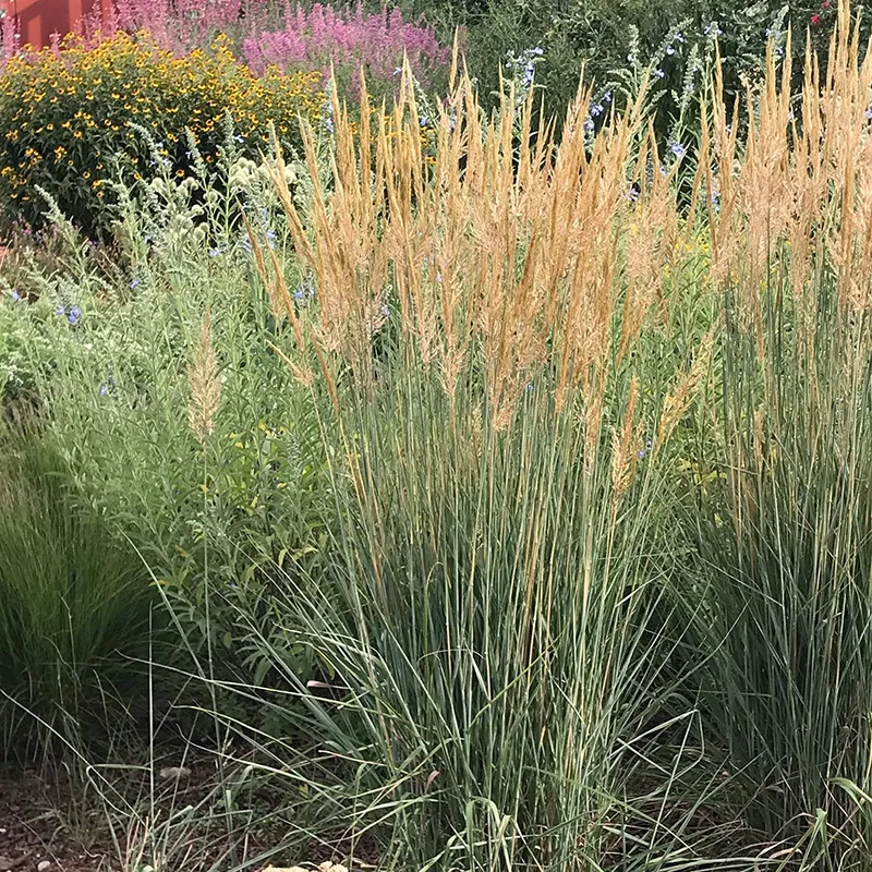 Utah Perennial Collection - Image 3