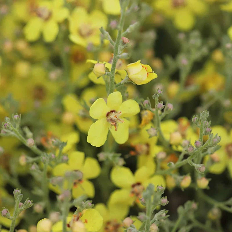 Letitia Flannel Plant (Verbascum) - Image 3