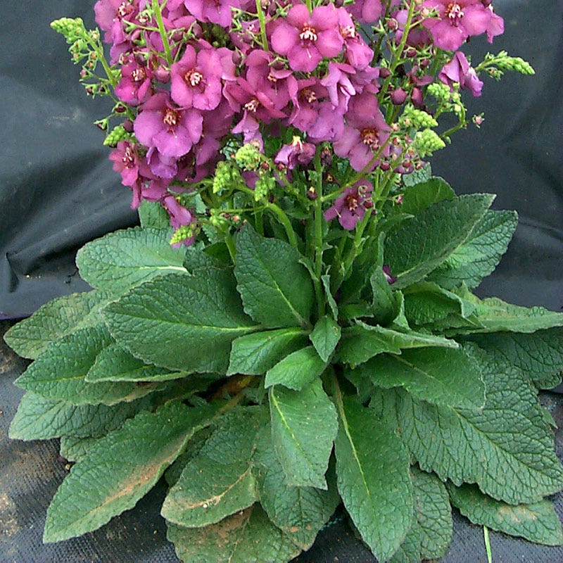 Plum Smokey Mullein (Verbascum) - Image 2