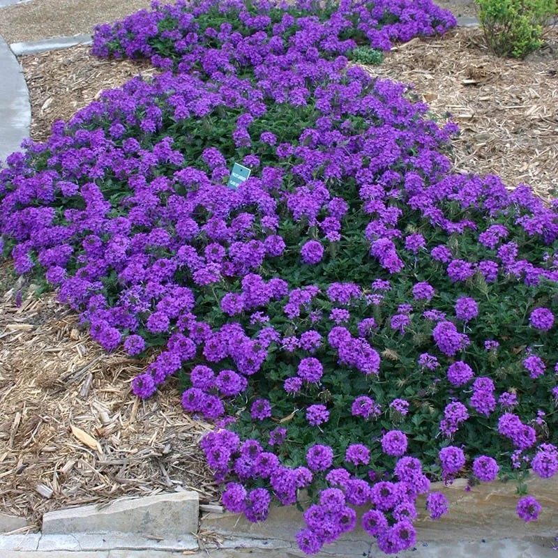 Valley Lavender® Plains Verbena - Image 2