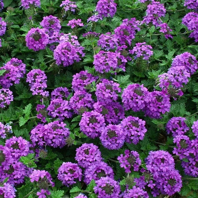 Valley Lavender® Plains Verbena - Image 3