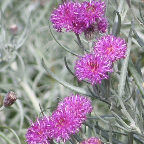 Silver Ironweed (Vernonia) - Image 2