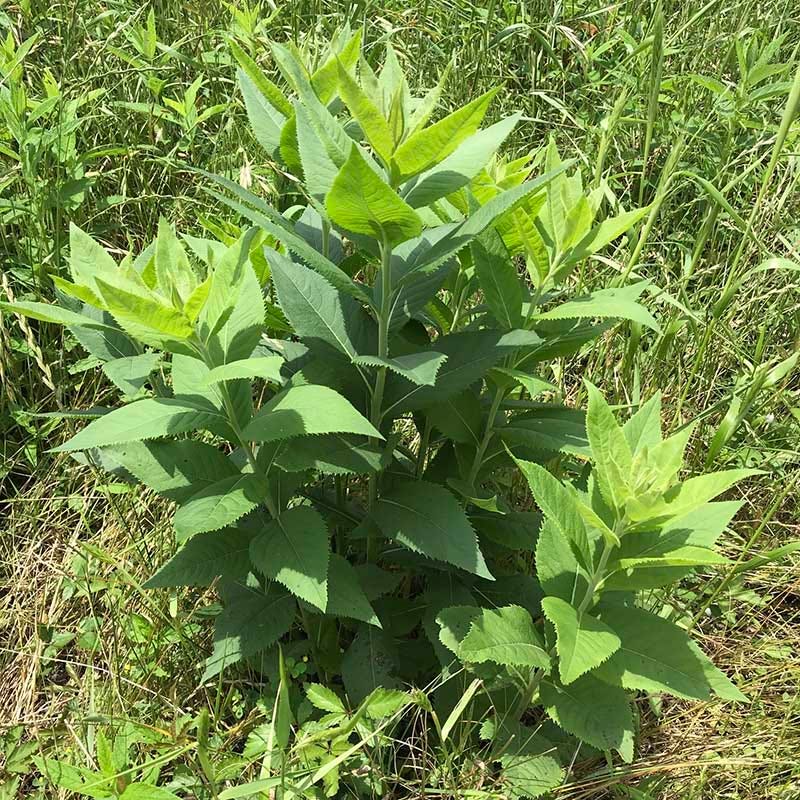 Western Ironweed (Vernonia) - Image 3