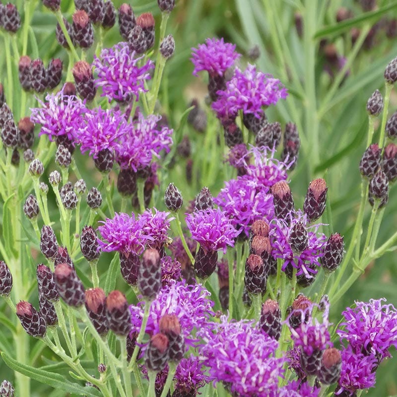 Woolly Ironweed (Vernonia) - Image 2