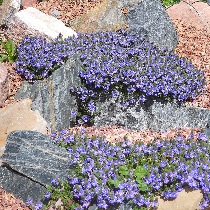 Blue Woolly Veronica - Image 4