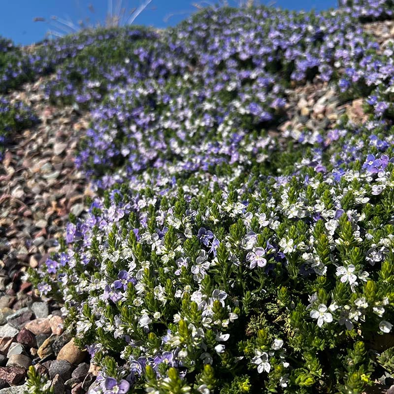 Blue Woolly Veronica - Image 5