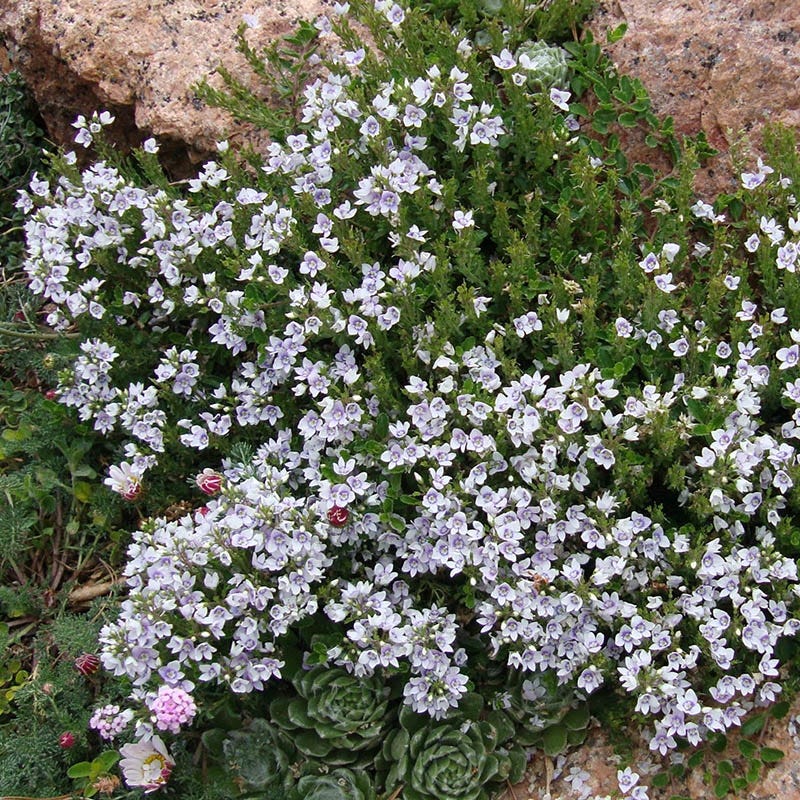 Snowmass® Veronica - Image 2