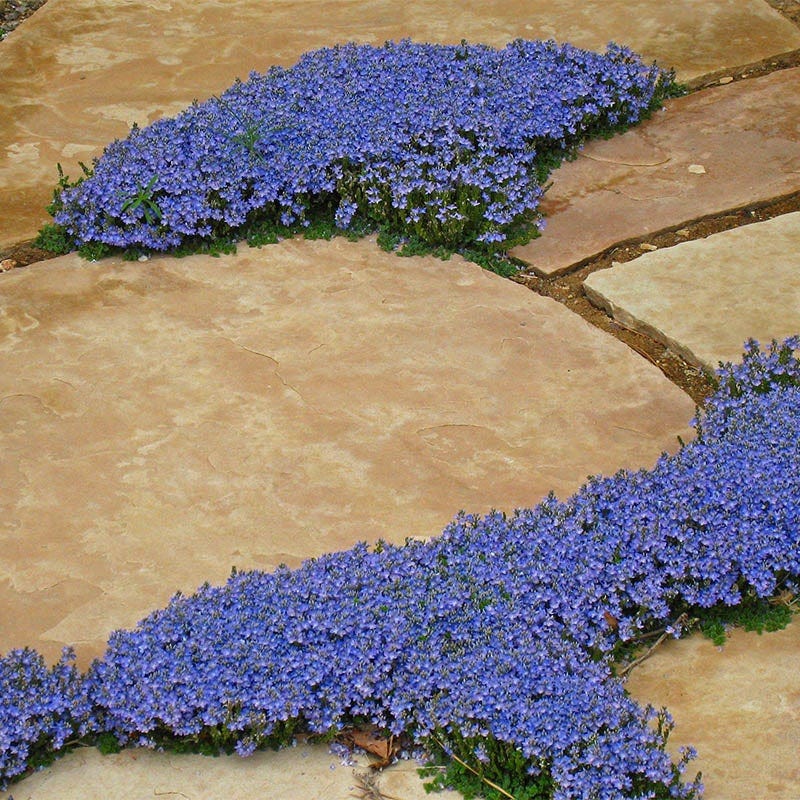 Thyme-Leaf Veronica