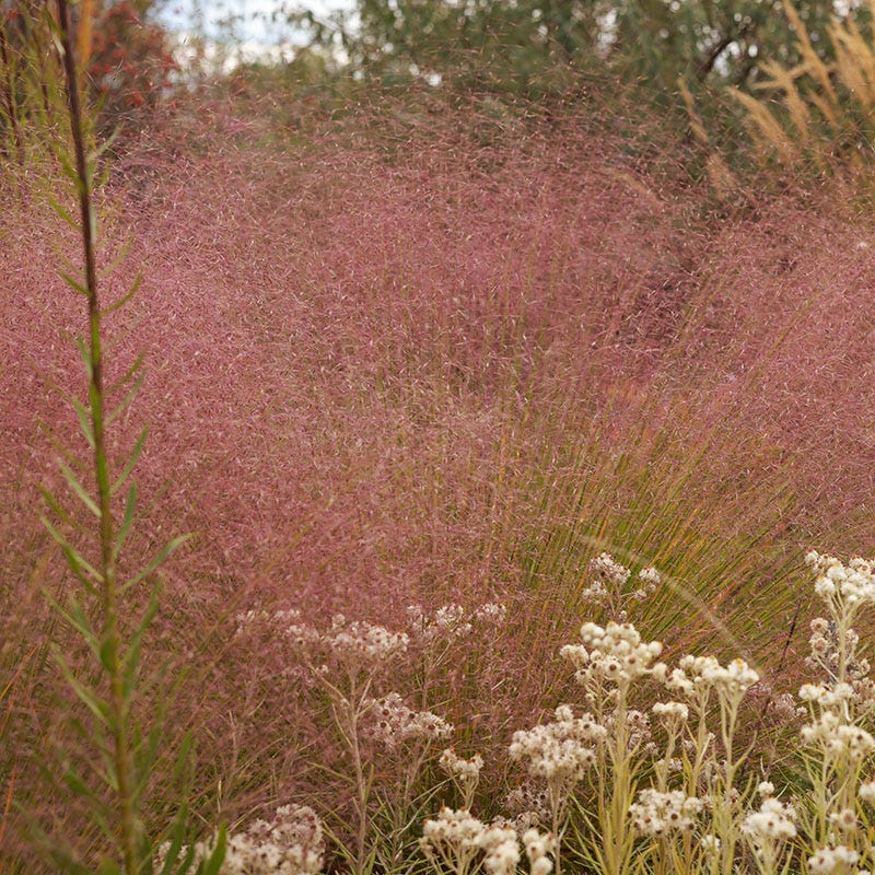 Watershed Wise Pre-Planned Garden - Image 4