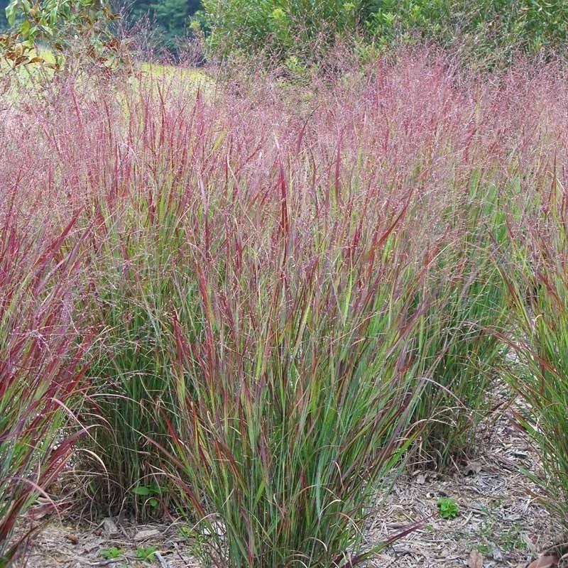 Large Watershed Wise Pre-Planned Garden - Image 4