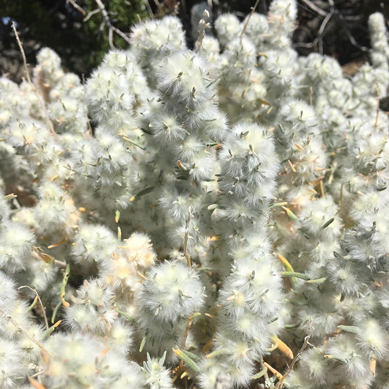 Idaho Perennial Collection - Image 4