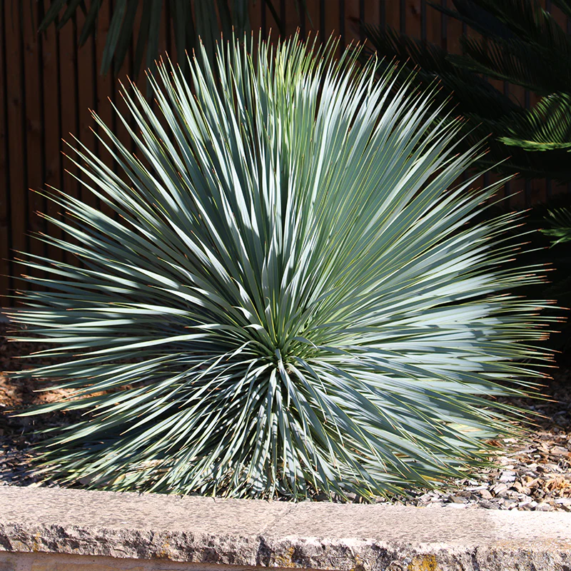 Sapphire Skies Beaked Blue Yucca - Image 2