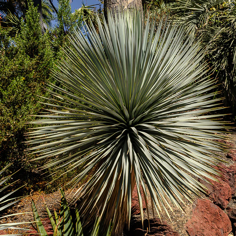 Sapphire Skies Beaked Blue Yucca - Image 3