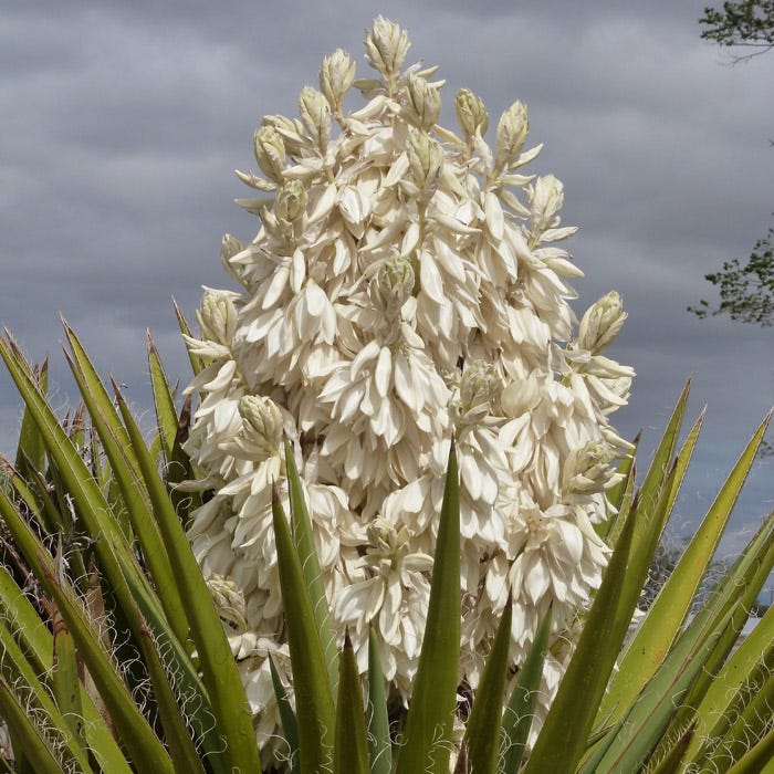 Spanish Dagger Tree Yucca - Image 2