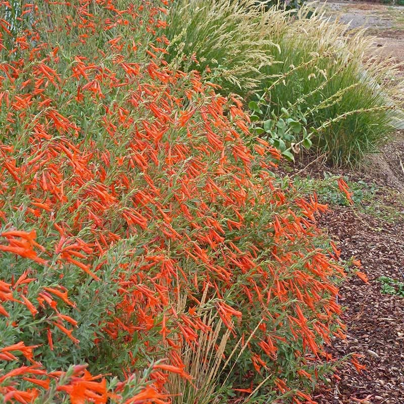 Sky Island Orange Hummingbird Trumpet (Zauschneria) - Image 4