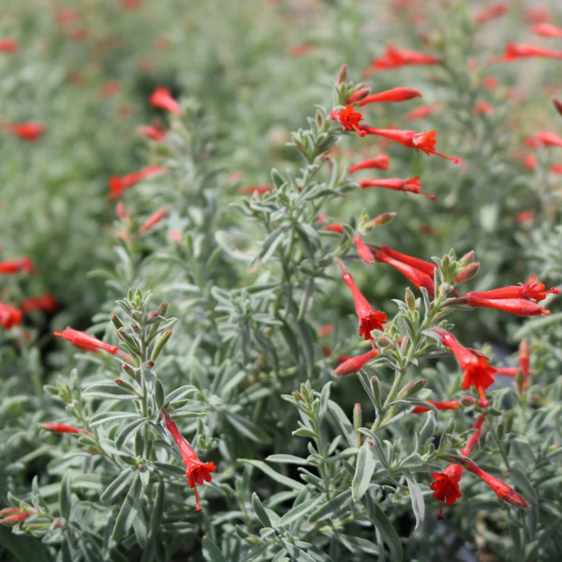 Stardust Hummingbird Trumpet (Zauschneria) - Image 2