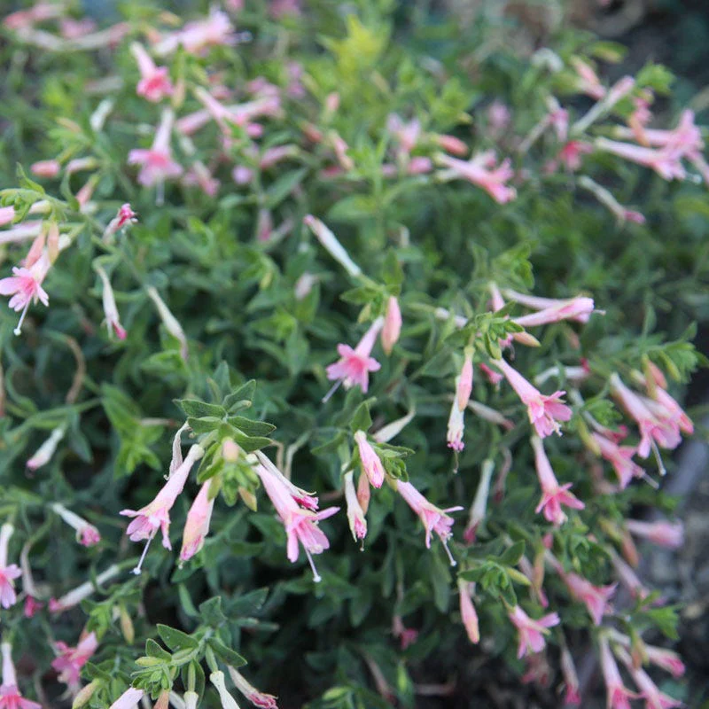 Native Intermountain West Songbird Pre-Planned Garden - Image 15