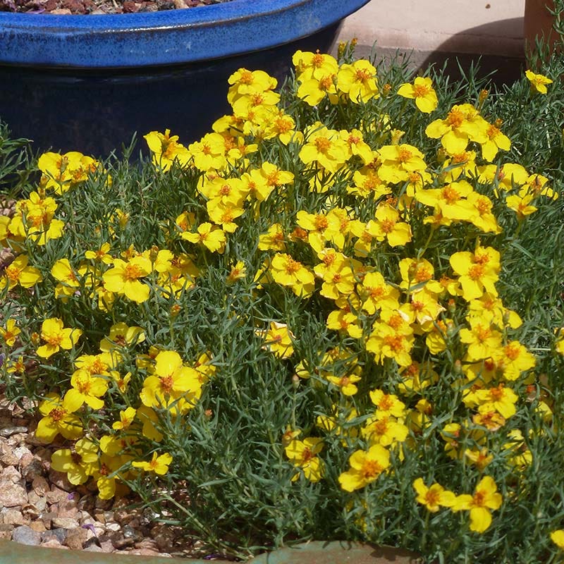 Gold On Blue Prairie Zinnia - Image 2