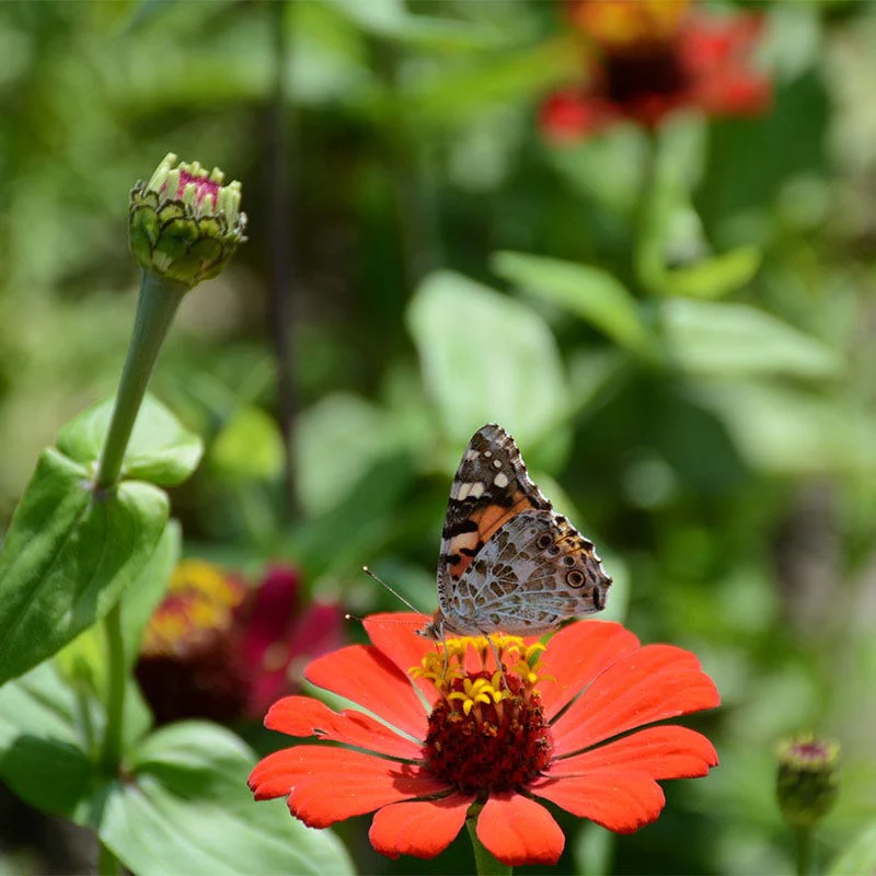 Peruvian Zinnia Seeds - Image 2