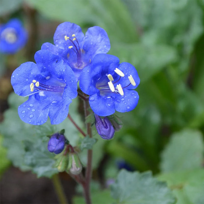 Desert Bluebells Seeds (Phacelia) - Image 2
