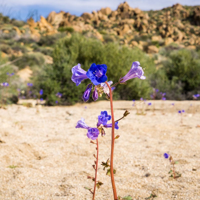 Desert Bluebells Seeds (Phacelia) - Image 3