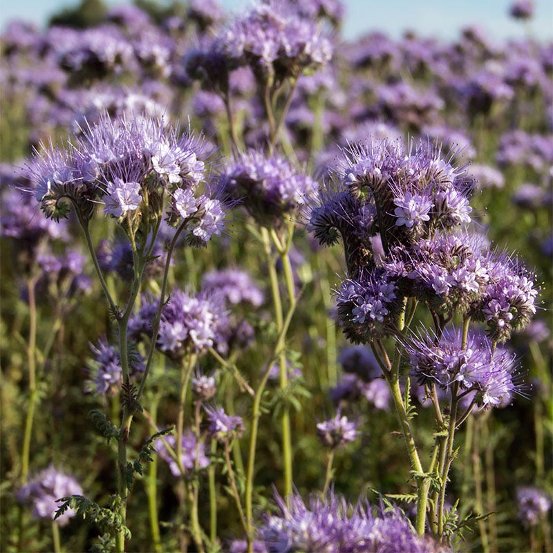 Lacy Phacelia Seeds - Image 3