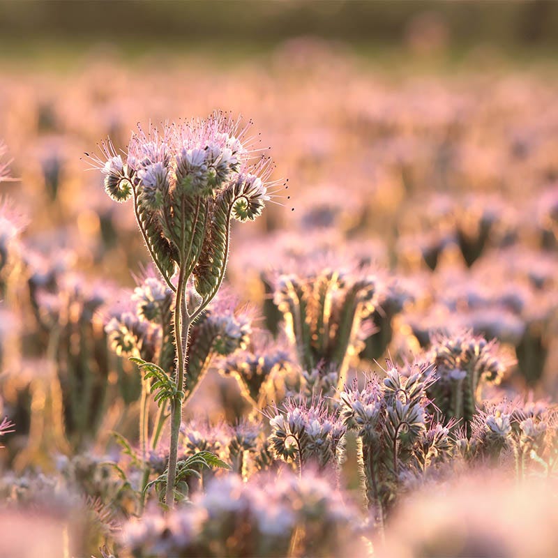 Lacy Phacelia Seeds - Image 4