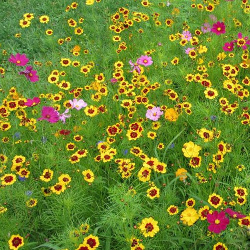 Pollinator Wildflower Seed Mix - Image 2