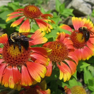 Pollinator Wildflower Seed Mix - Image 4