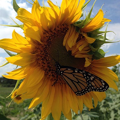 Pollinator Wildflower Seed Mix - Image 6