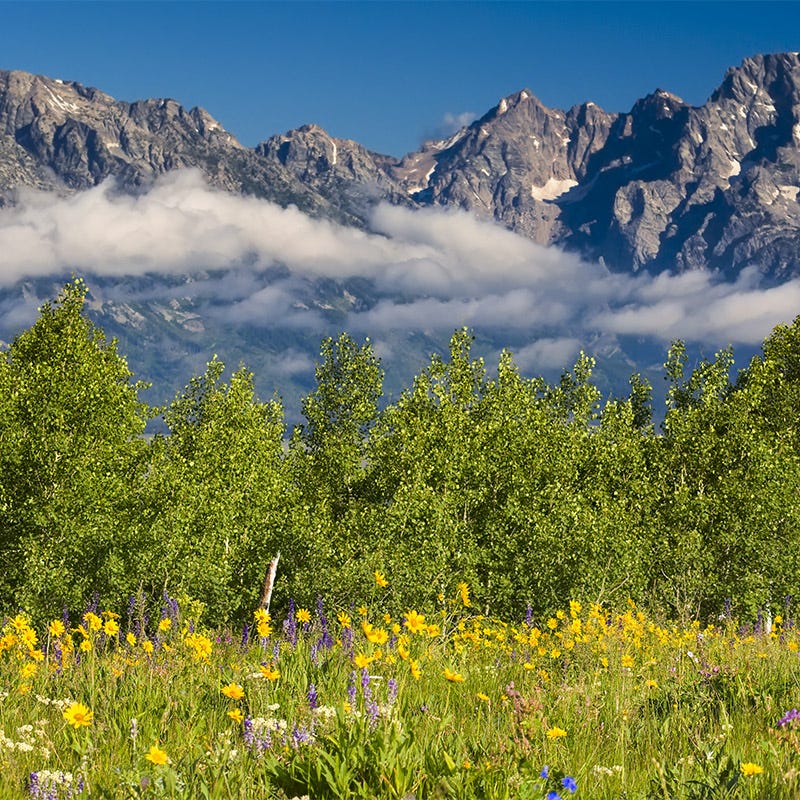 Rare Intermountain Native Wildflower Seed Mix - Image 2