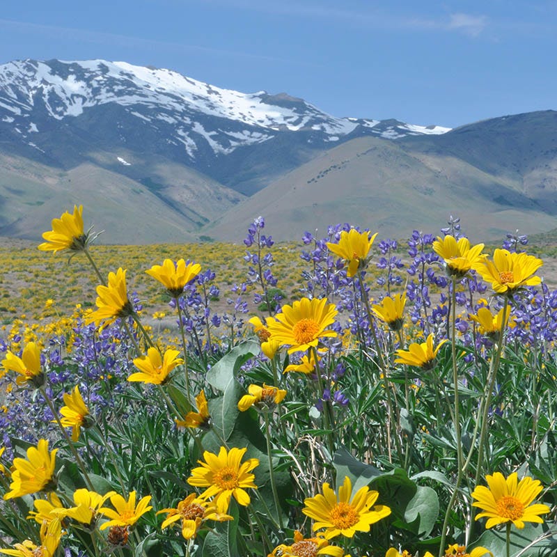Rare Intermountain Native Wildflower Seed Mix - Image 4