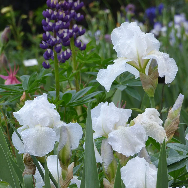 Immortality Reblooming Bearded Iris - Image 3