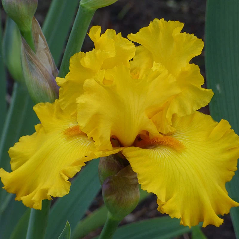 Pure As Gold Reblooming Bearded Iris - Image 2
