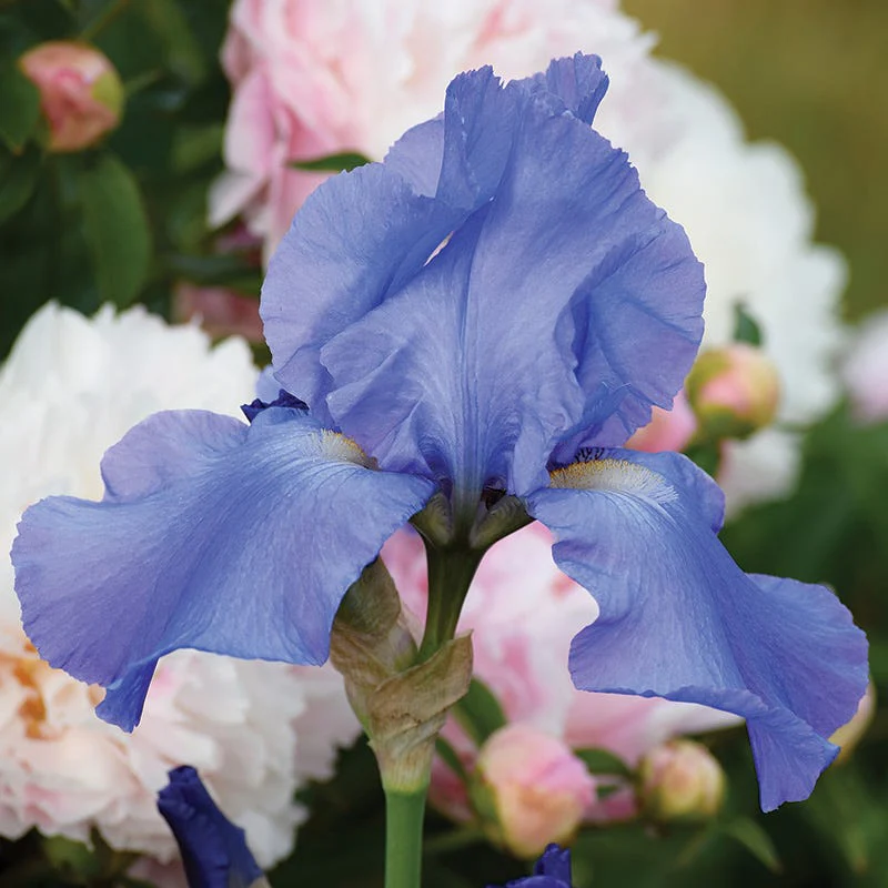 Sugar Blues Reblooming Bearded Iris - Image 2