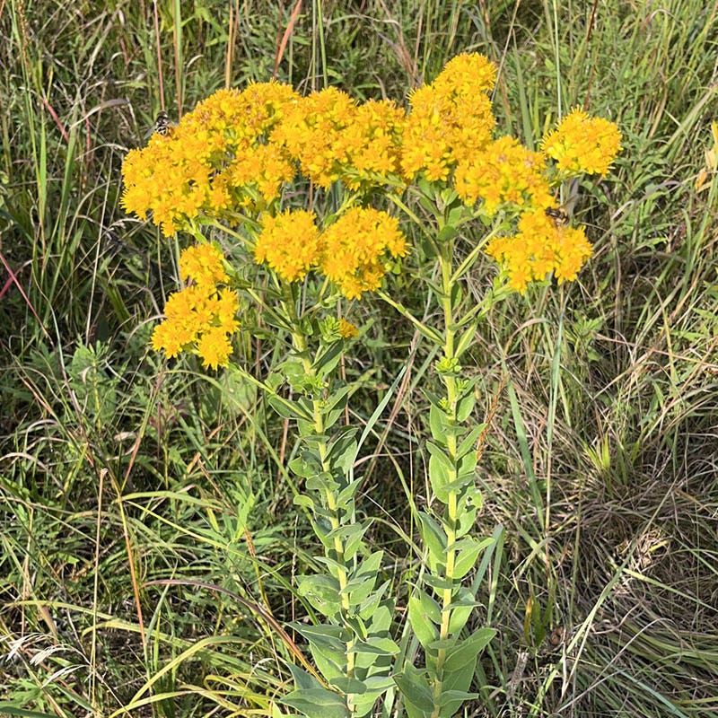 Stiff Goldenrod Seeds - Image 2