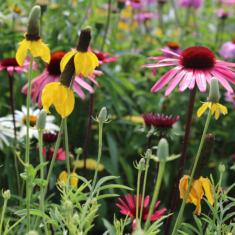 Native Southeast Wildflower Seed Mix - Image 4