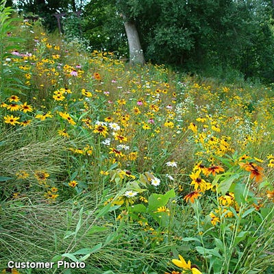 Southeast Wildflower Seed Mix - Image 5