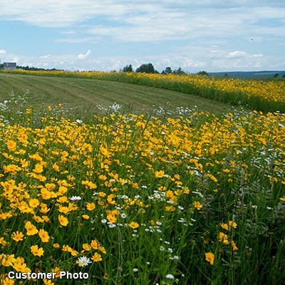 Southeast Wildflower Seed Mix - Image 6
