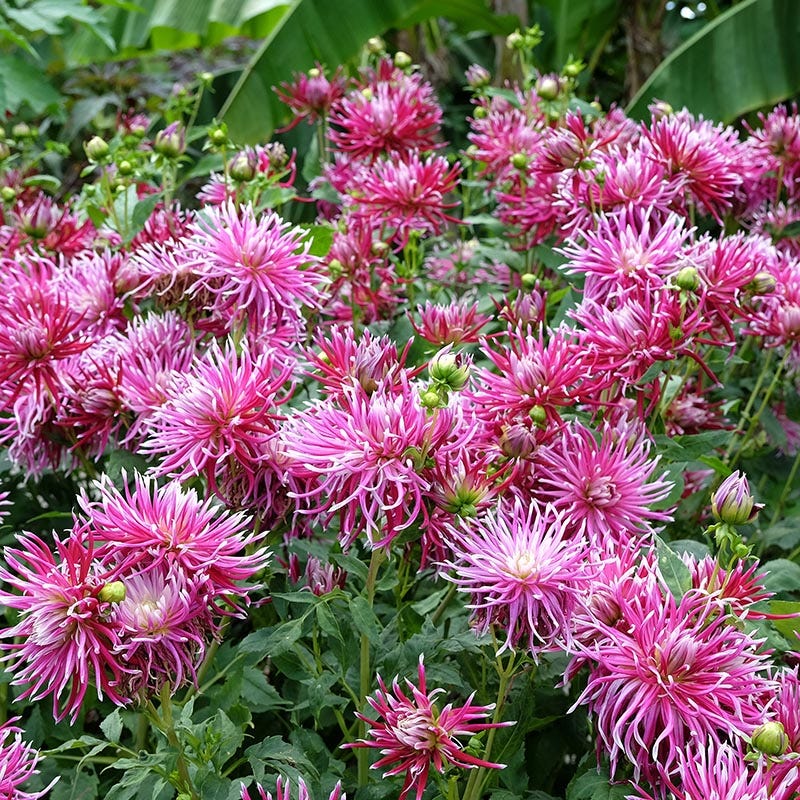 Hollyhill Spider Woman Cactus Dahlia - Image 3