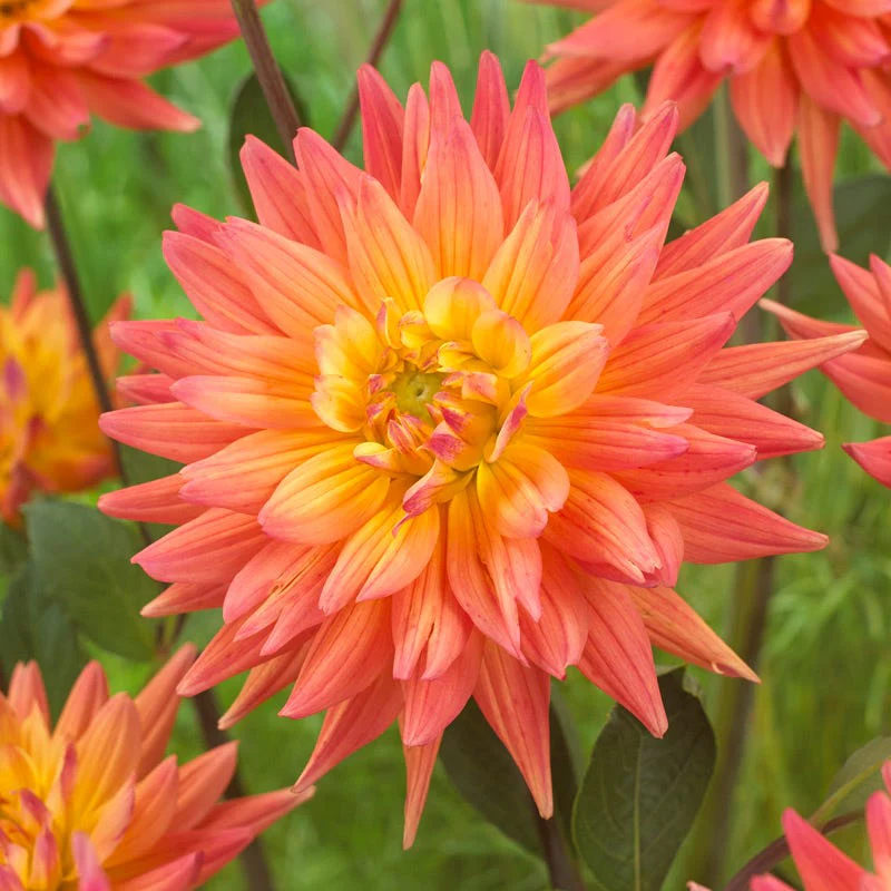 Karma Corona Semi-Cactus Dahlia - Image 2