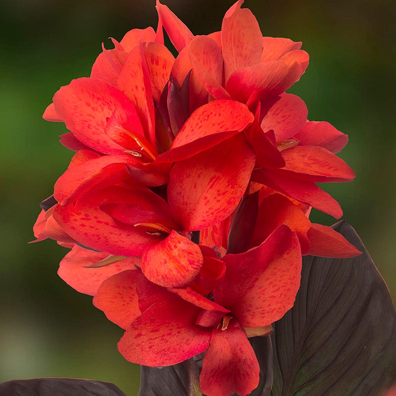 CannaSol™ Happy Julia® Canna Lily - Image 2