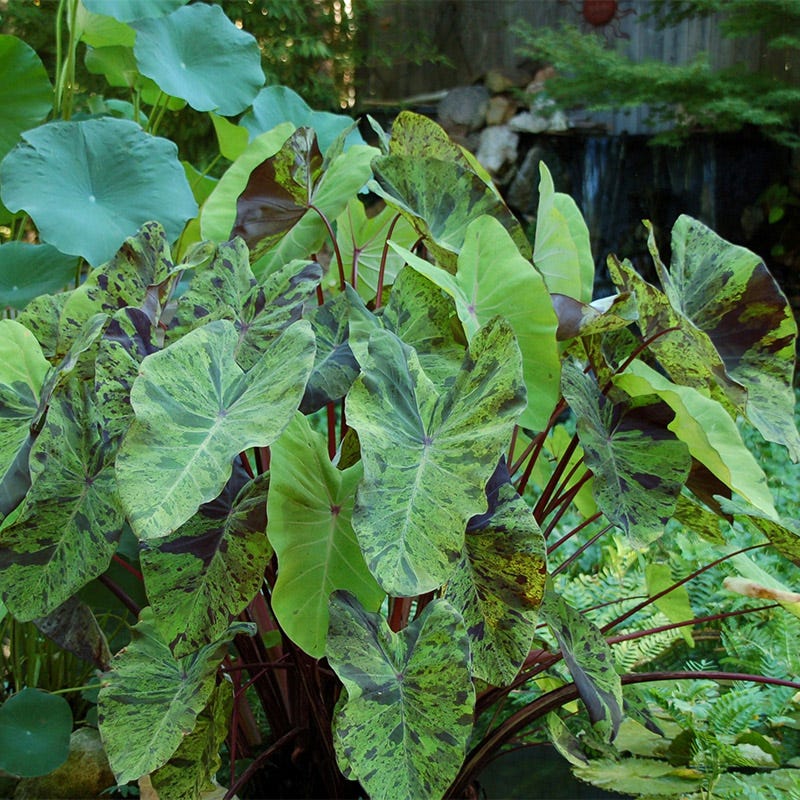 Mojito Elephant Ear - Image 2