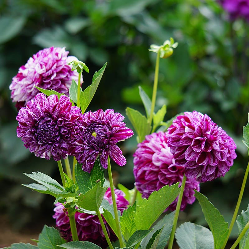 Marble Ball Dahlia - Image 2