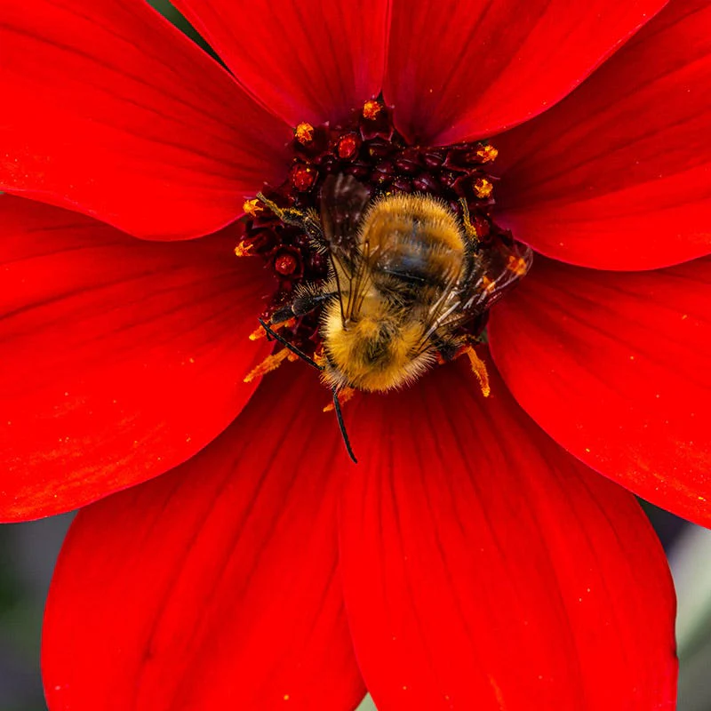 Bishop of Llandaff Peony Flowering Dahlia - Image 2