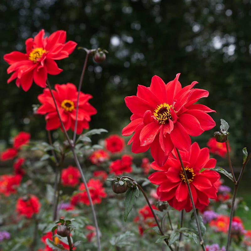 Bishop of Llandaff Peony Flowering Dahlia - Image 3