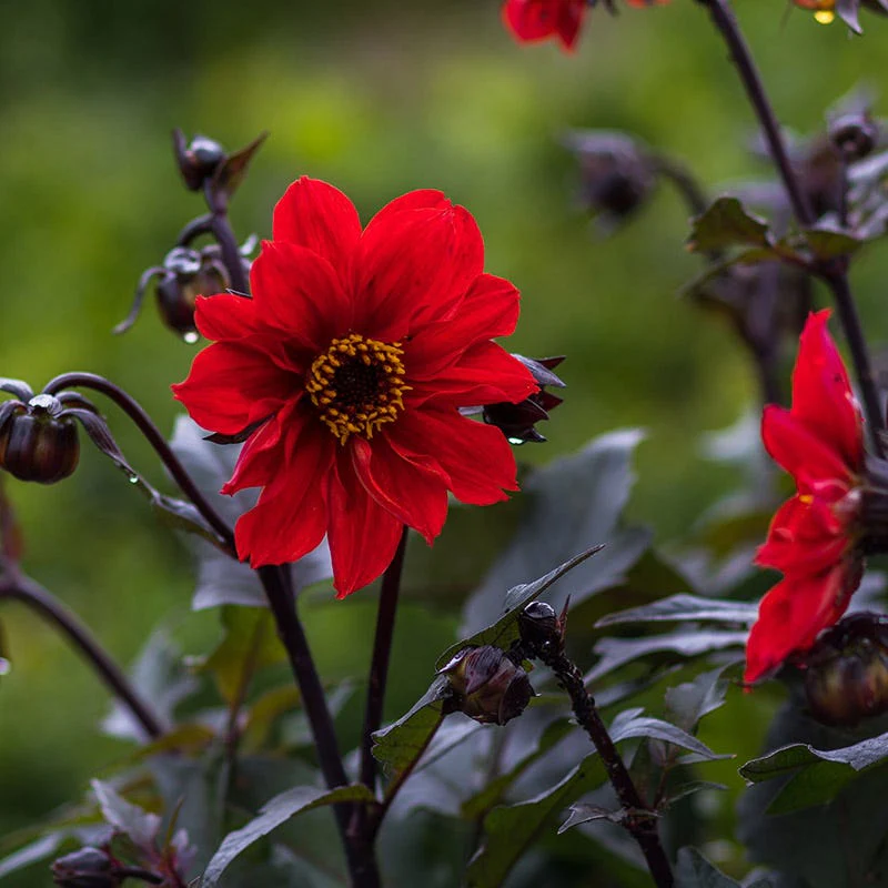 Bishop of Llandaff Peony Flowering Dahlia - Image 4